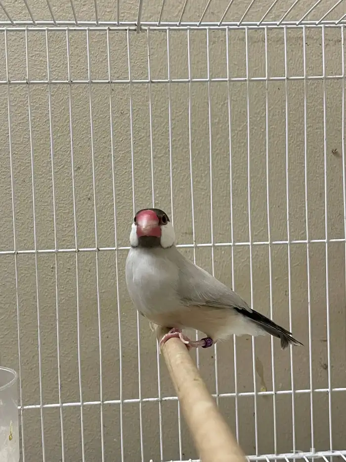 ذكر جاوا طفرة 3