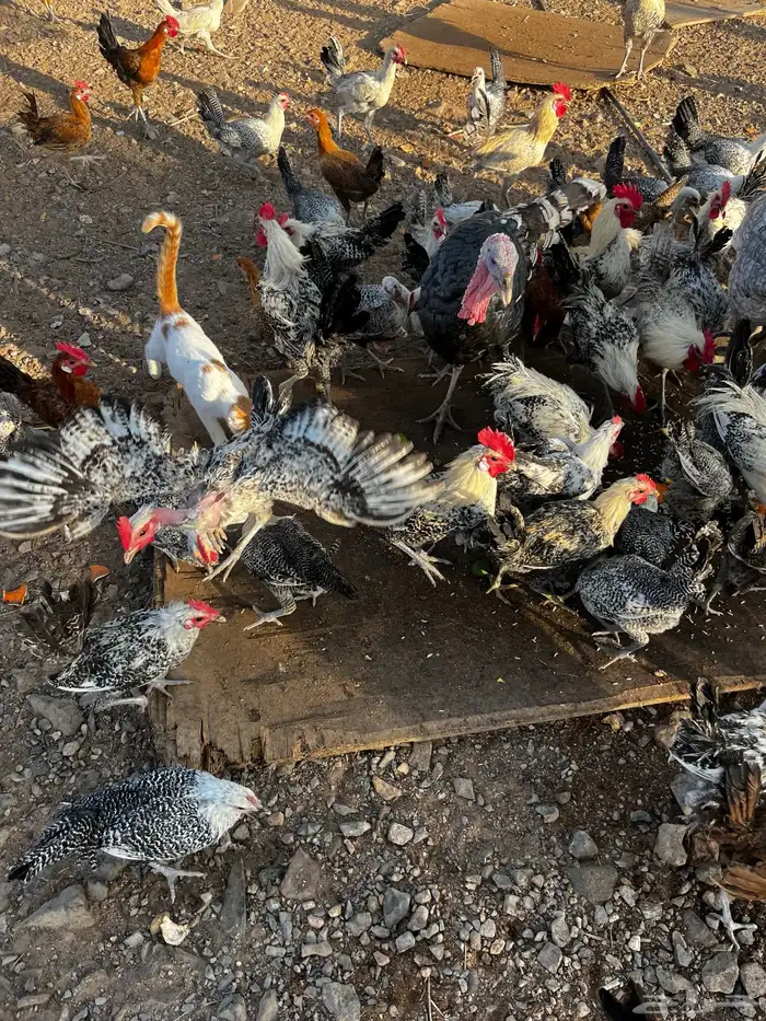بيع دجاج جمله او تفريد 4