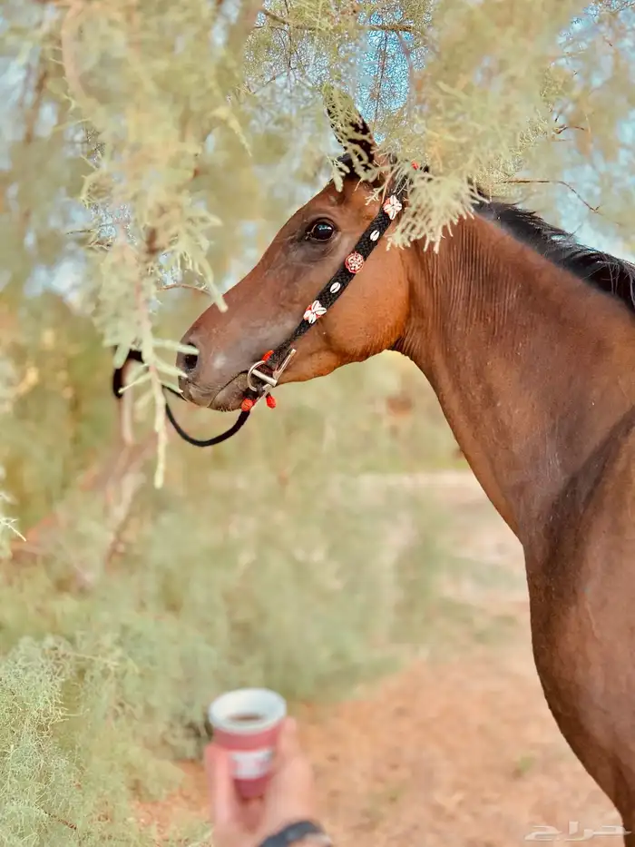 فرس 5
