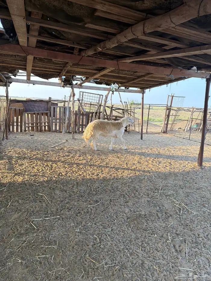 مشروع فحل صنف الصنف تمم البيع 1