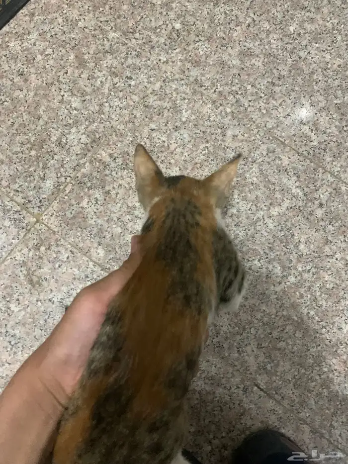 قطط للتبني 0