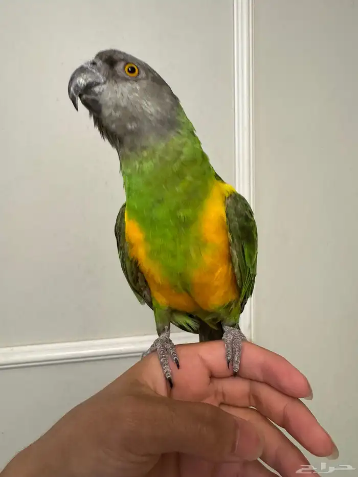 بغبغاء اليويو السنغالي اليف 0