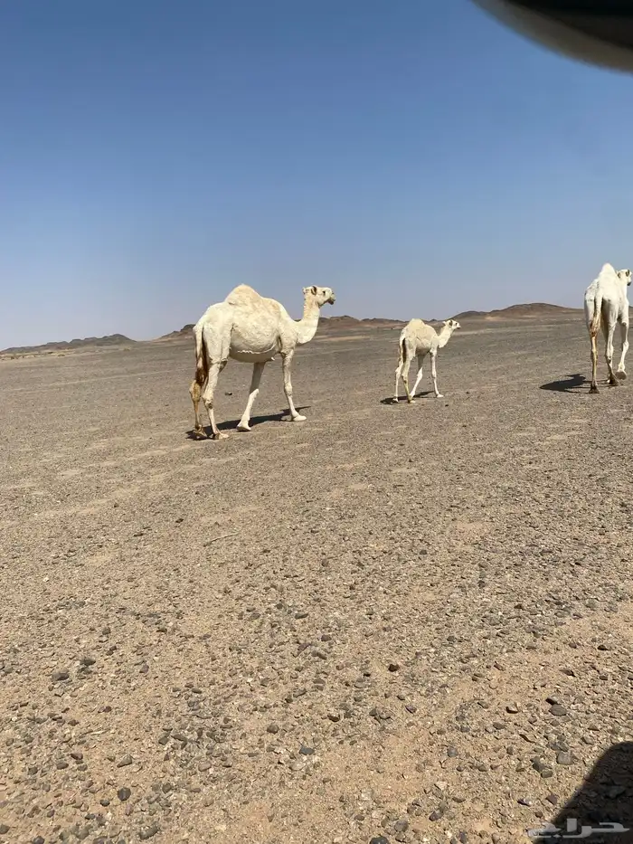 عشراء ضريبه 2