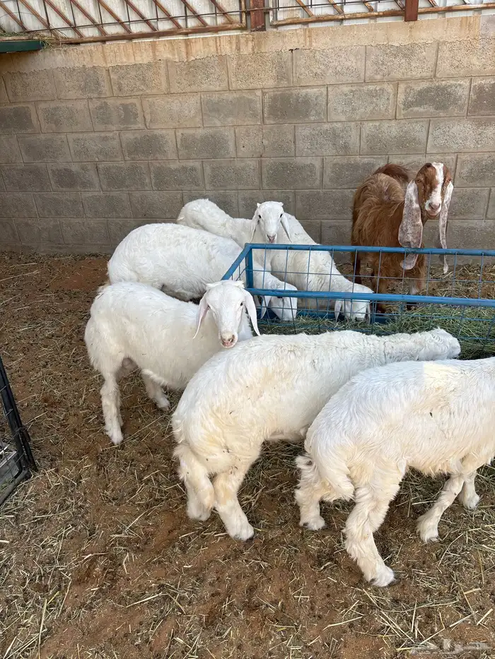 طليان حري مقفله 2