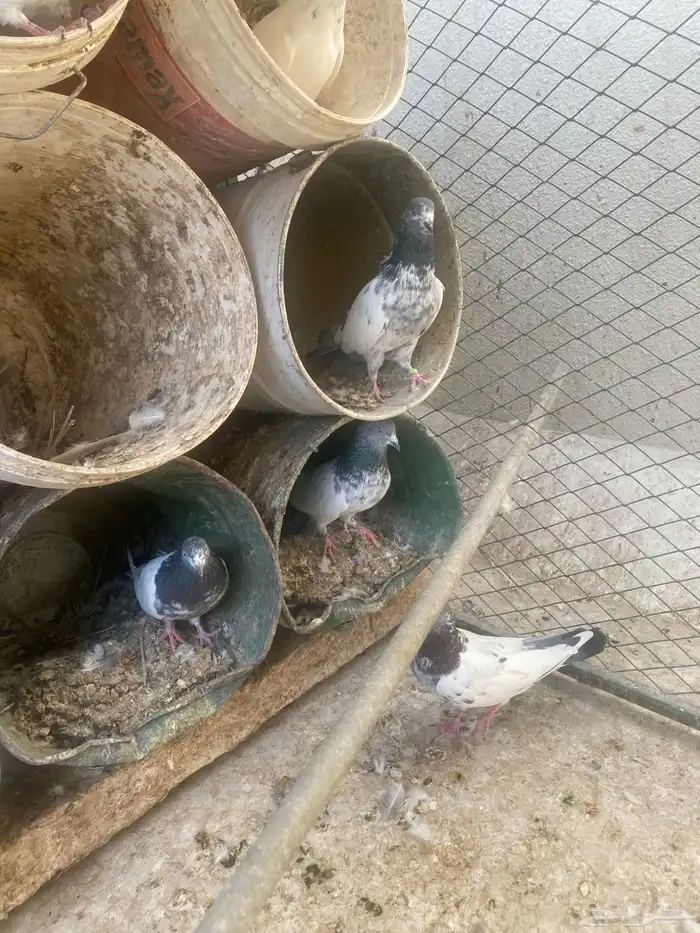 باكستانيات للبيع 1