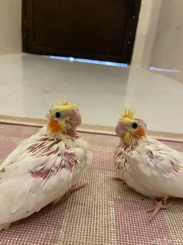 فروخ كروان كوكتيل لاتينو عيون حمرا 1