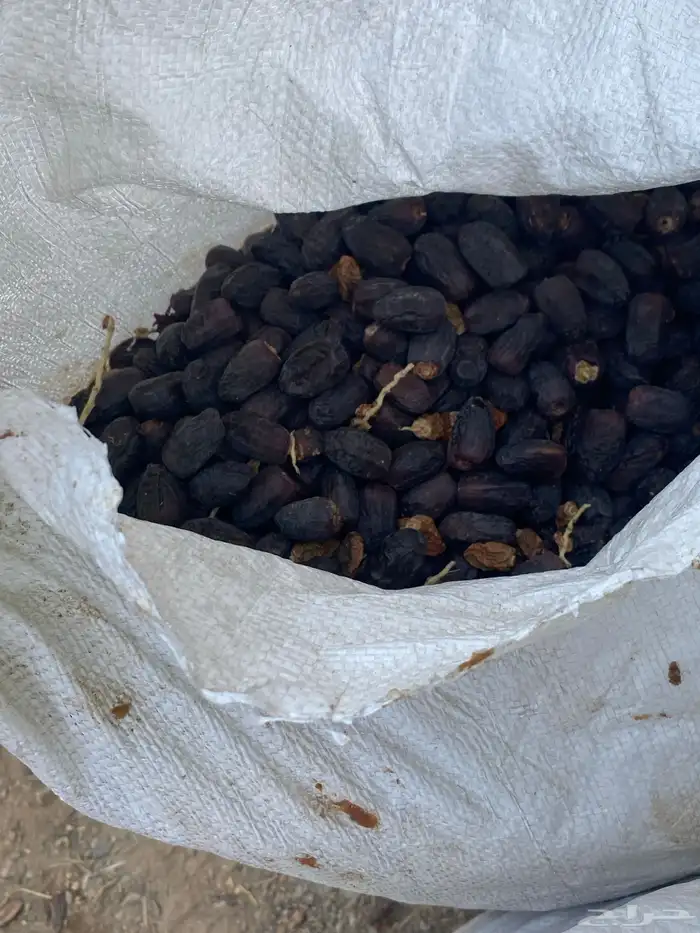 تمر حق حلال نظيف 6