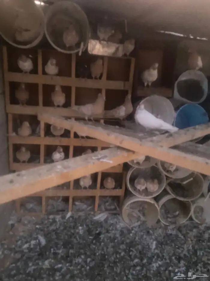 حمام ايراني 0