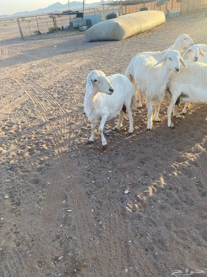 حريا 18 ولد 2 والباقي مفاصيل قريب ودفيع 7