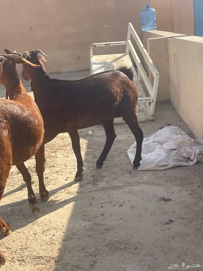 جفار جبلية جنوبيه 5