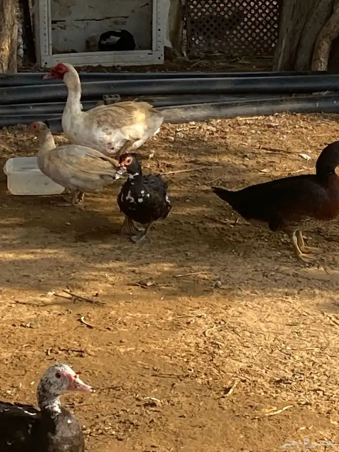 بط بلدي القنفذه القوز 3