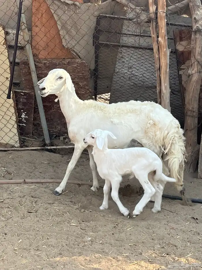 نعجة تحتها طلي 4