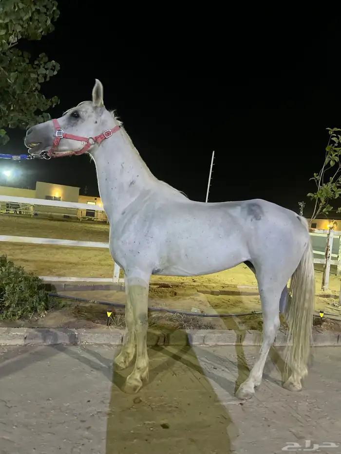 فرس شعبيه للبيع 5