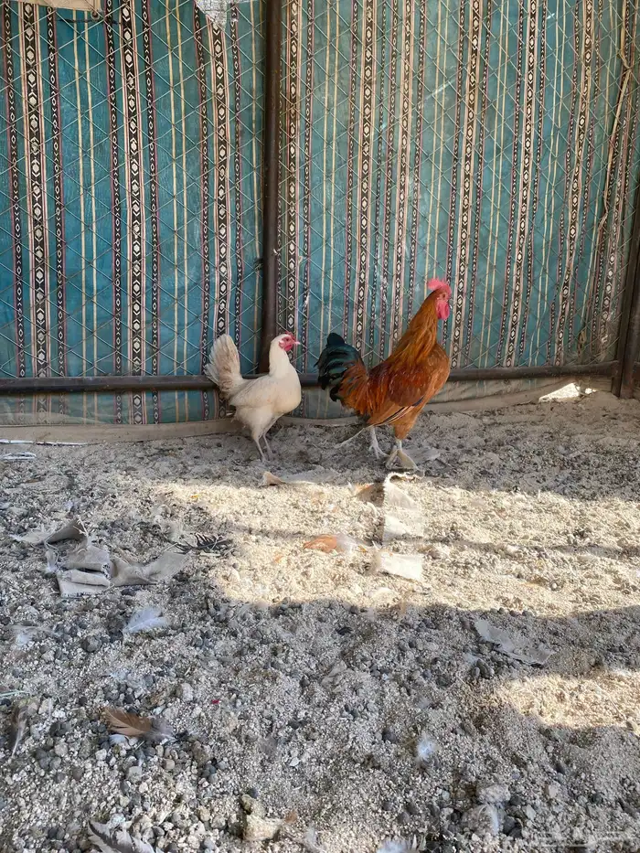 دجاج عربي 7