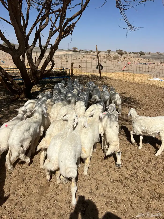 بهم تربيه من شهرين ونص إلى ثلاثة بهم نظيف العدد45 راس 12