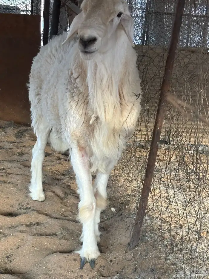 طلي فحل. صنف من اصول طيبه 1