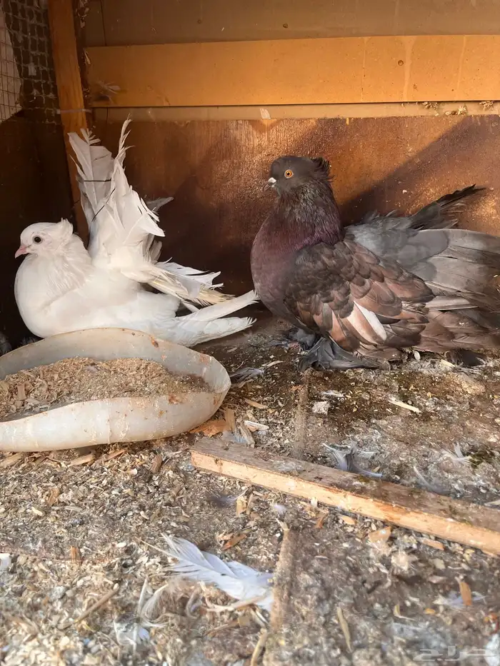 حمام للبيع الحق ماتلحق 1