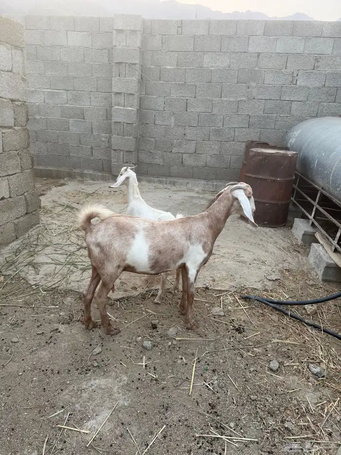 عنز تحتها تيس 2