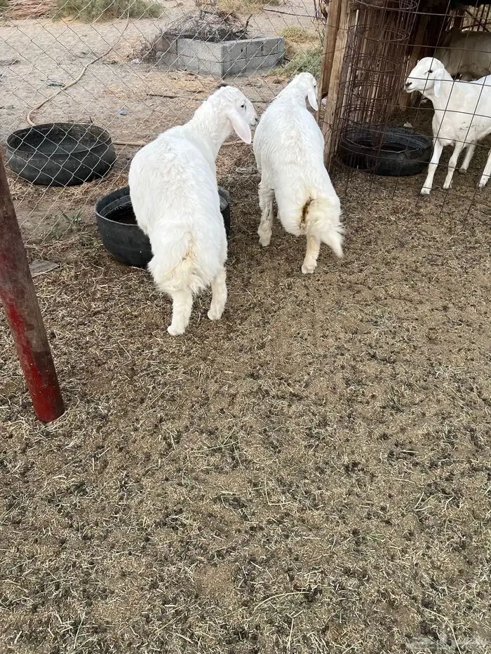 طليان للبيع 1