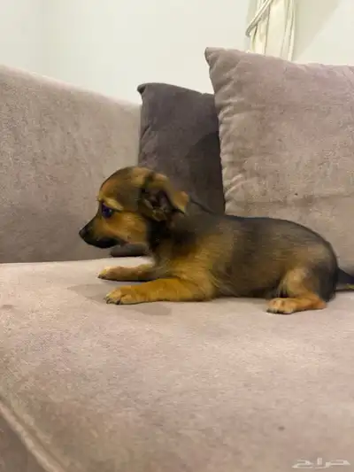 كلاب شيواوا index