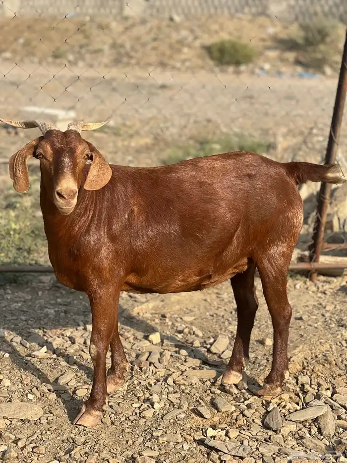 عنز حايل شحم 3