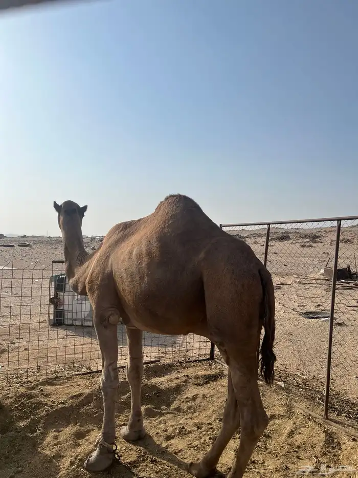 جمل احمر مشروط 1
