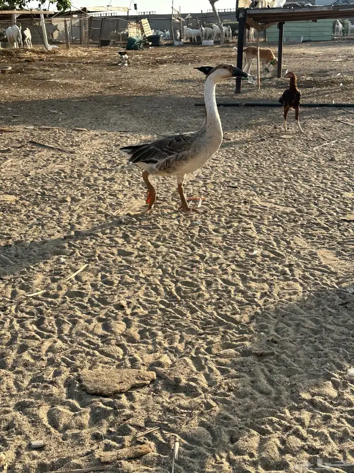 للبيع زوجين وز عراقي اصيل 1