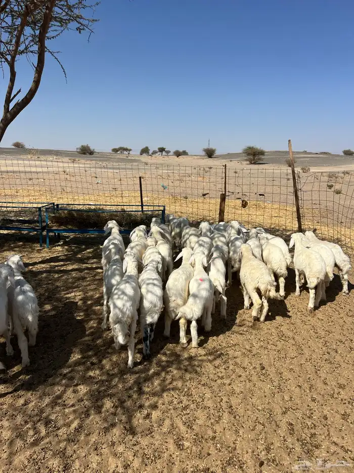 بهم تربيه من شهرين ونص إلى ثلاثة بهم نظيف العدد45 راس 9