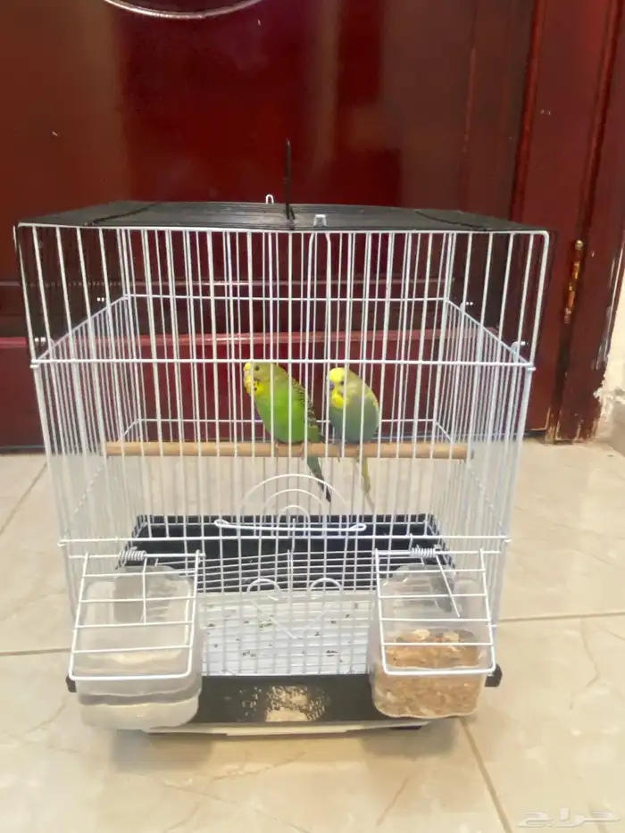 زوج بادجي استرالي صحه شرط السعر 95 العرض لفترة محدودة 4