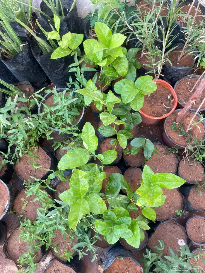 جميع الشتلات المعروضه ب 3 ريال بس العرض لنفاذ الكميه 2