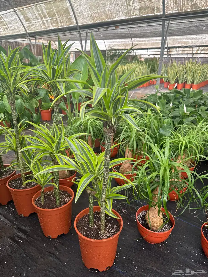 نباتات وأشجار طبيعي 5