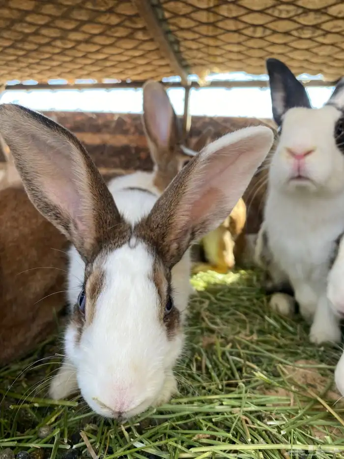 أرانب للبيع 10