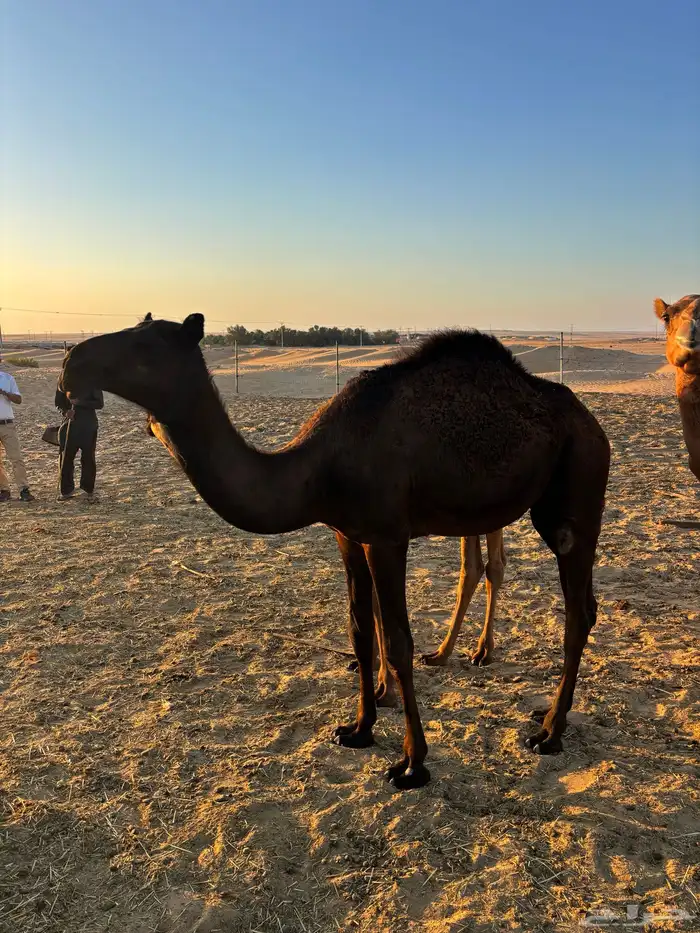 camel for sale جمل بكرا 2