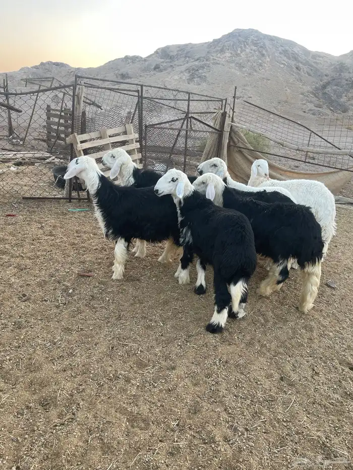 طليان 5