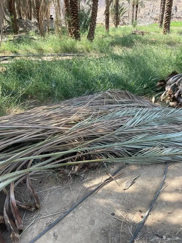 جريد سعف نخيل 1