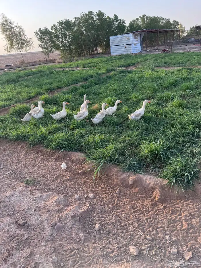 بط بكيني سوبر جامبو 3