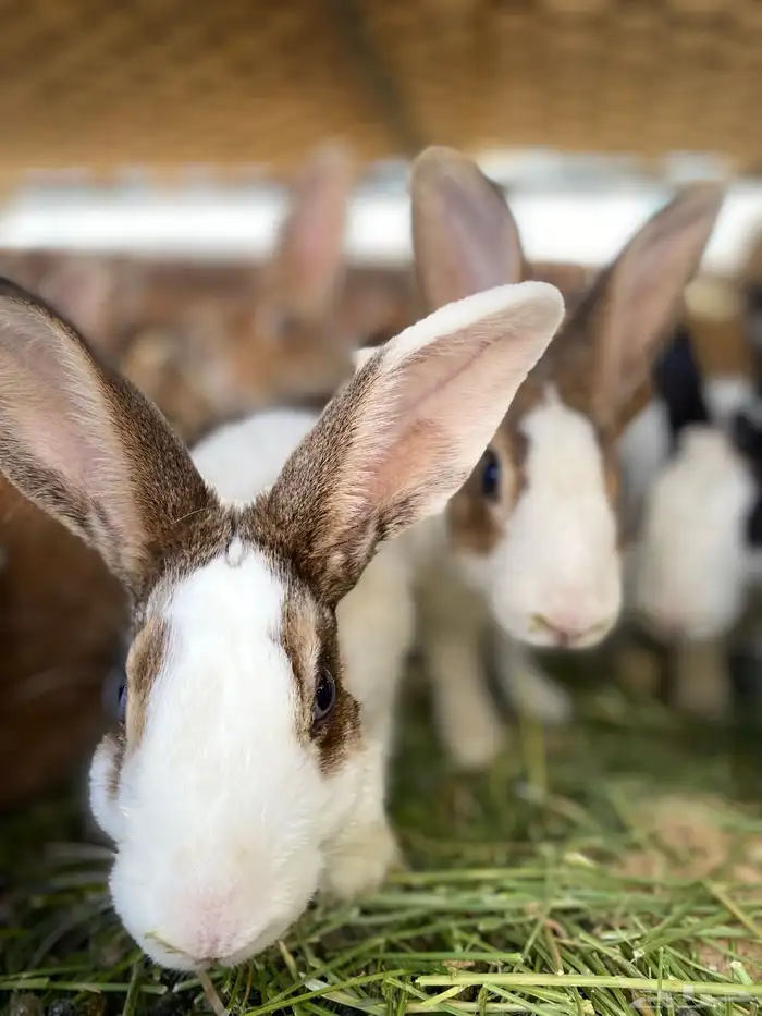 أرانب للبيع 11