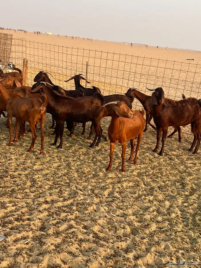 معزا كفو العدد 12 بالفحل ثنيان وربعان وثنتين سديس الفحل جذع 6