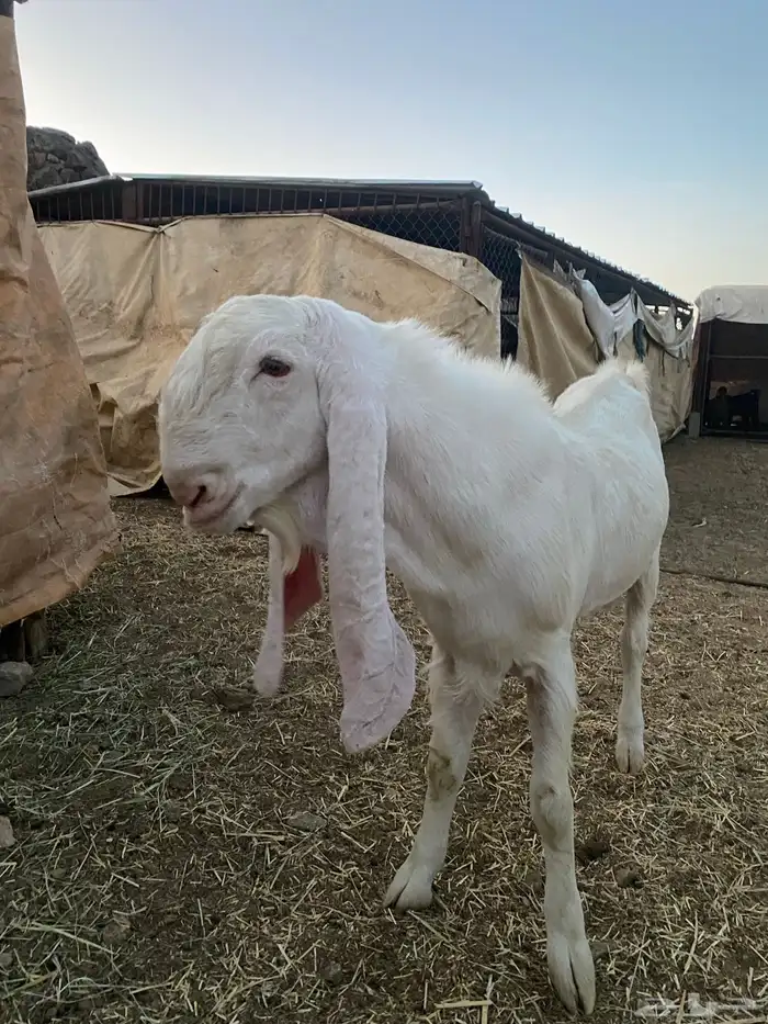 تيس فحل صنف 4