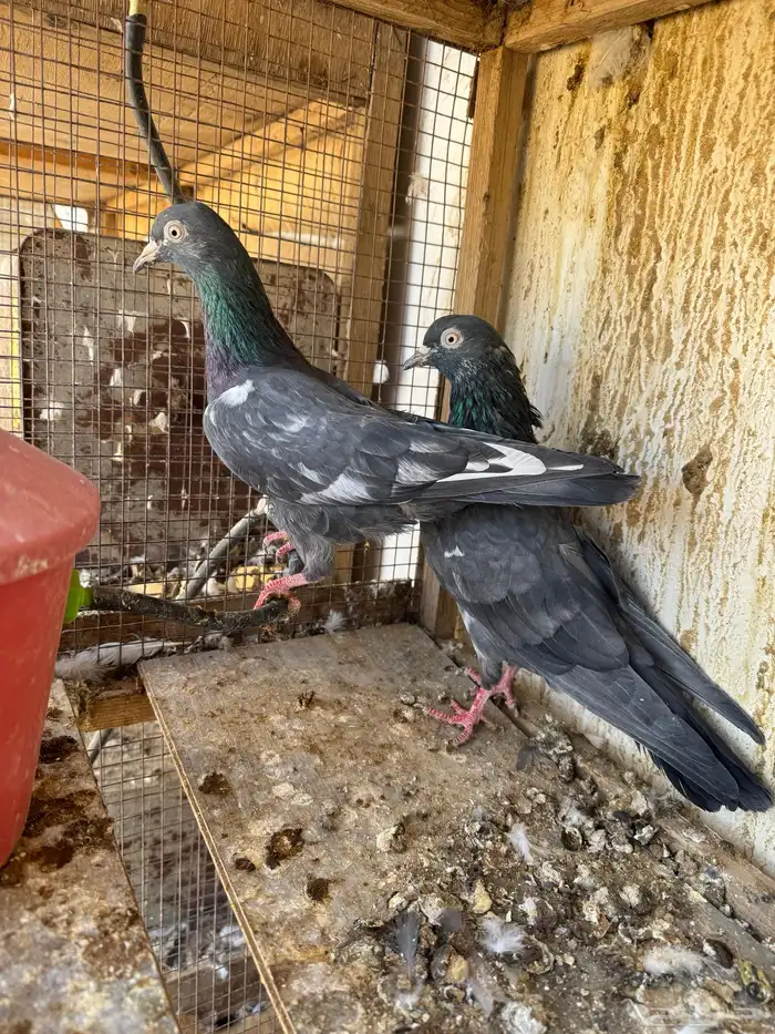 تيدي جلدار 1