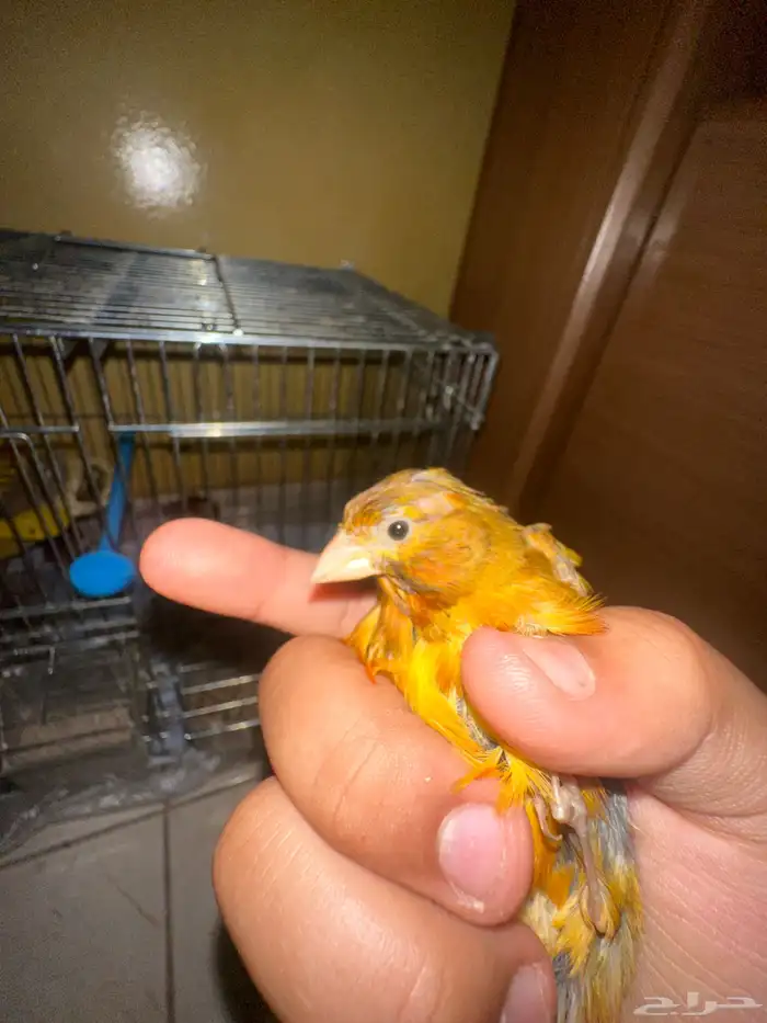 ممتاز الكناري وجيد جدا ممتاز 2