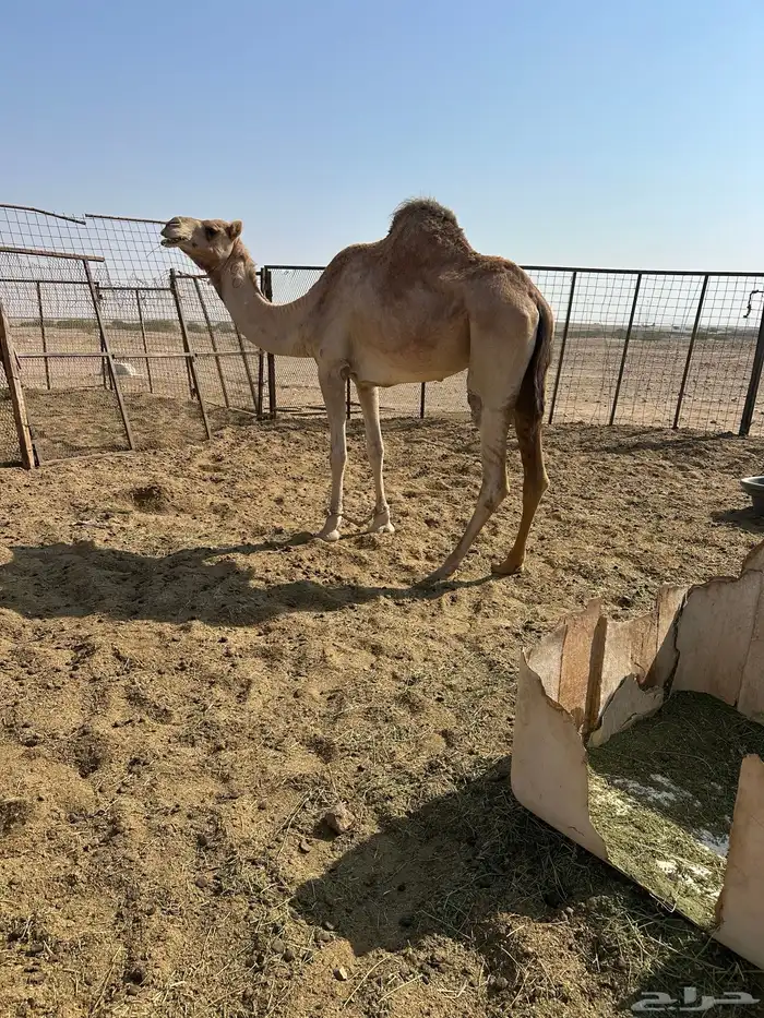 ناقه لقحه 0