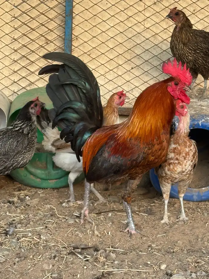 دجاج بلدي 2
