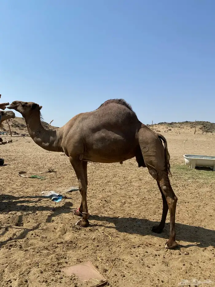 ناقة حايل ضربها البعير ولا لقحت سليمة من العذاريب 2