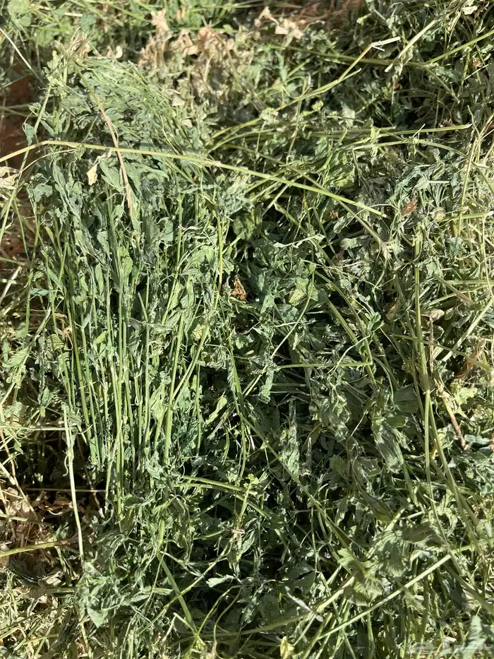 رشاش برسيم محوري للإيجار 8