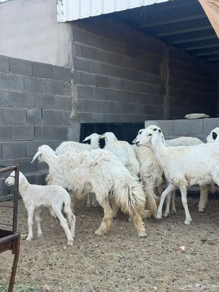 رخال صنف دفيع 3