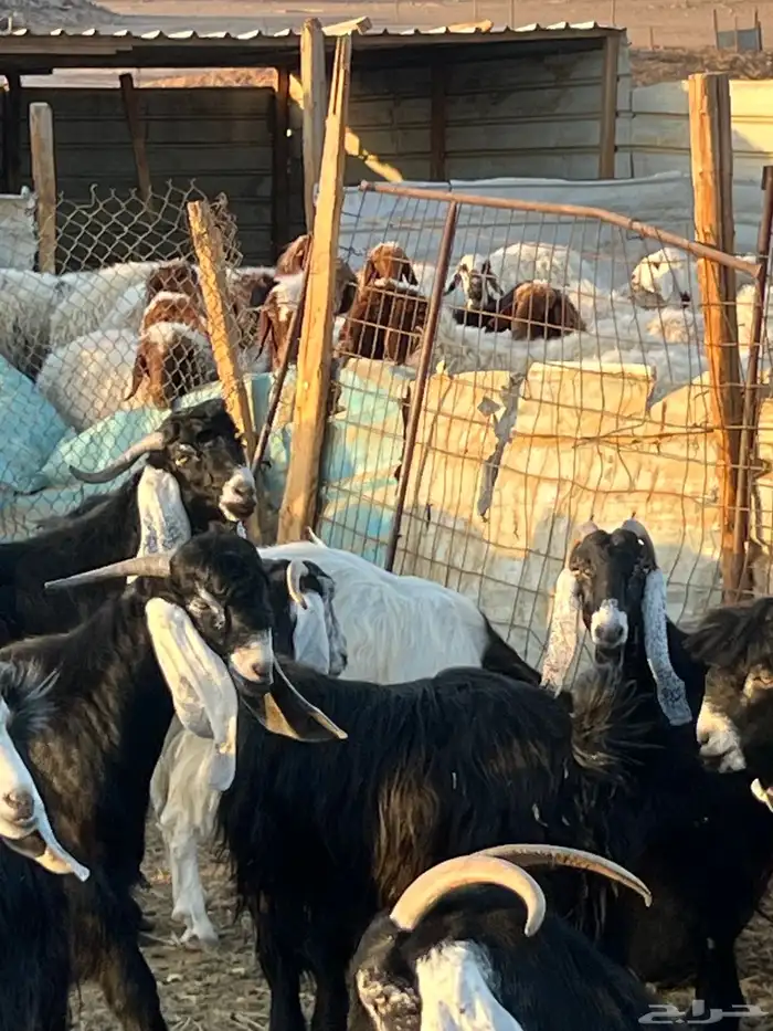 ماعز عوارض دفيع وحليب 1