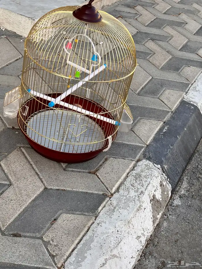 سيكل رامبو اصلي المقاس 20 و قفص طيور 1