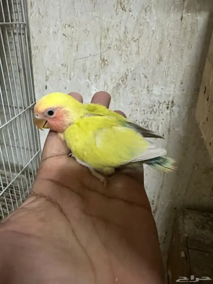 للبيع جوز روز مع فرخين 6