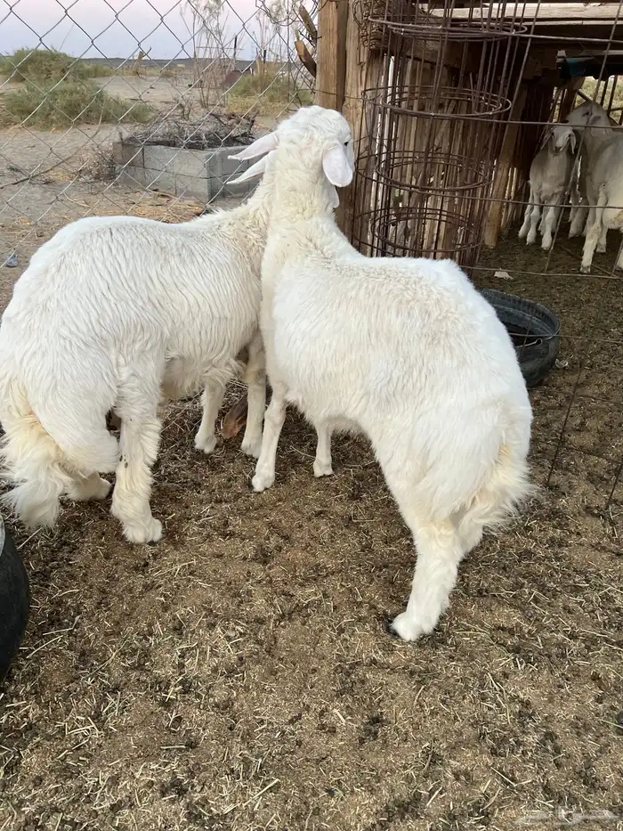 طليان للبيع 4